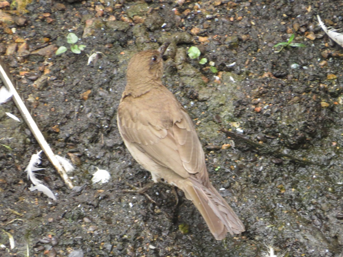 Black-billed Thrush - ML98717601