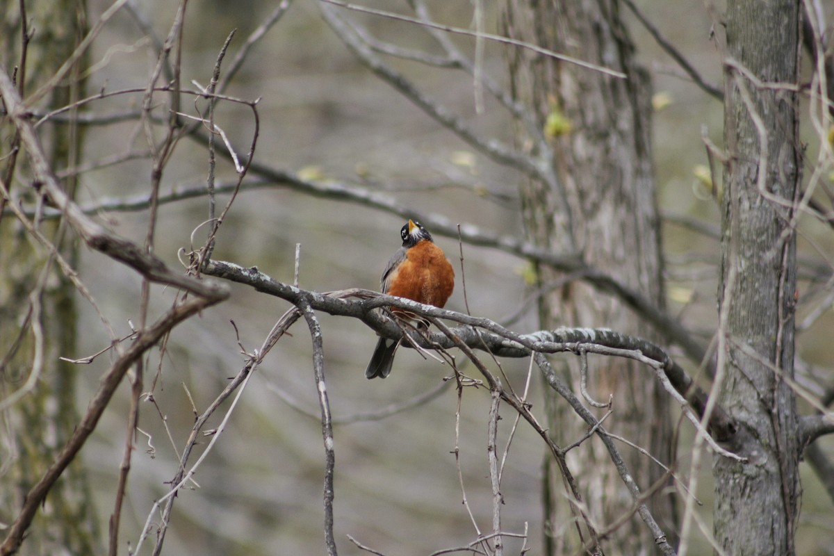 American Robin - ML98718451