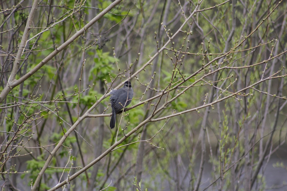 Gray Catbird - ML98718551