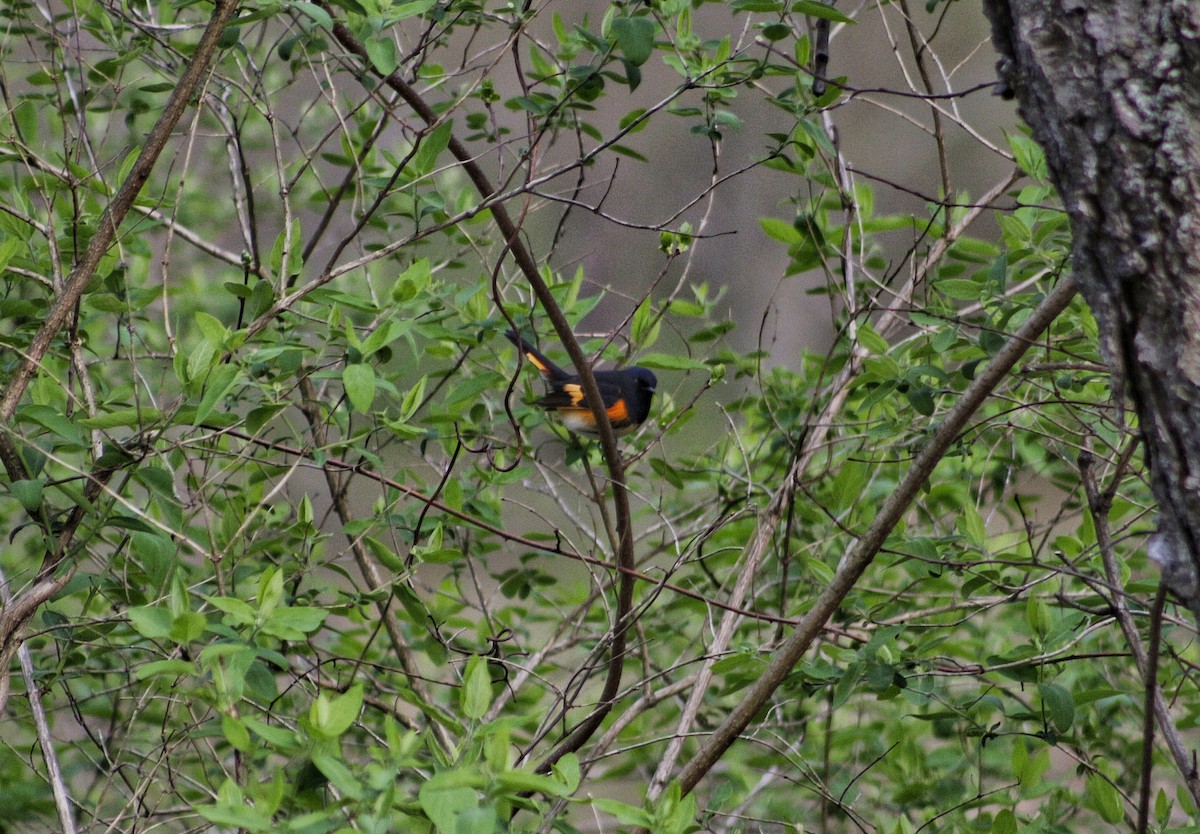 American Redstart - ML98718581