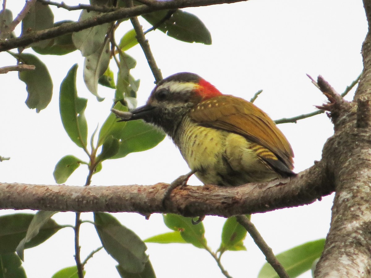 Yellow-vented Woodpecker - ML98719541