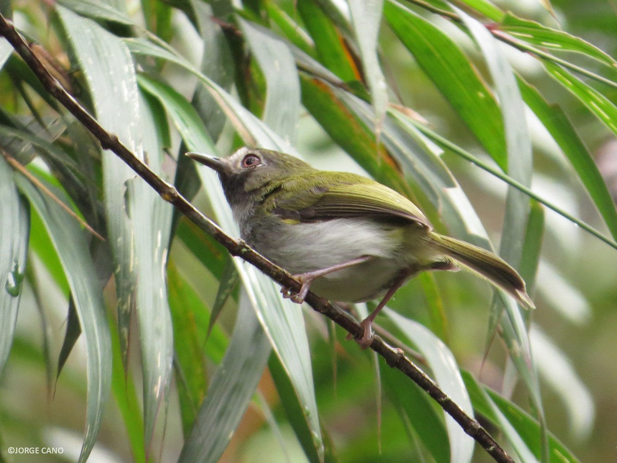 Black-throated Tody-Tyrant - ML98719801