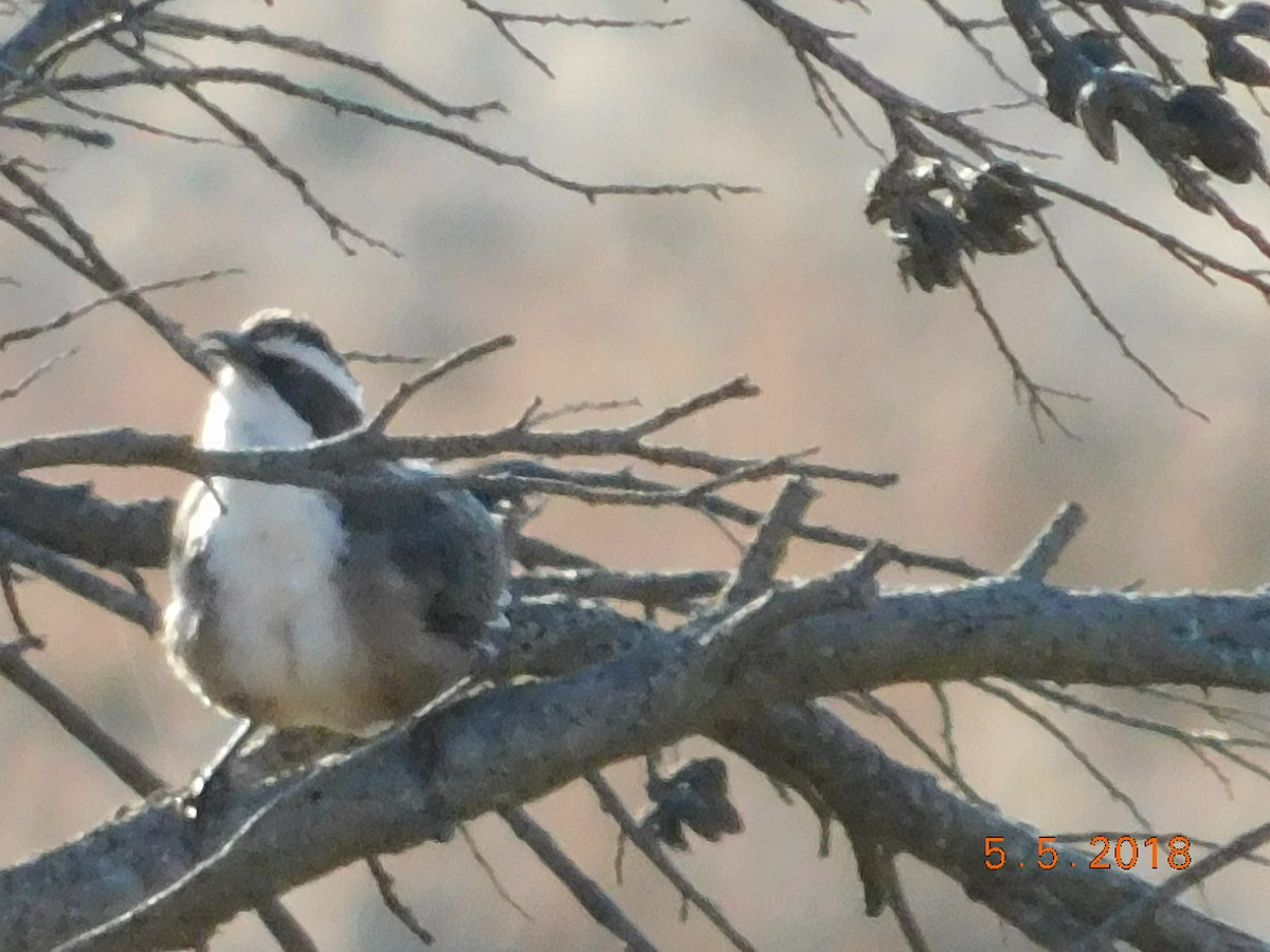 White-browed Babbler - Ron Steicke