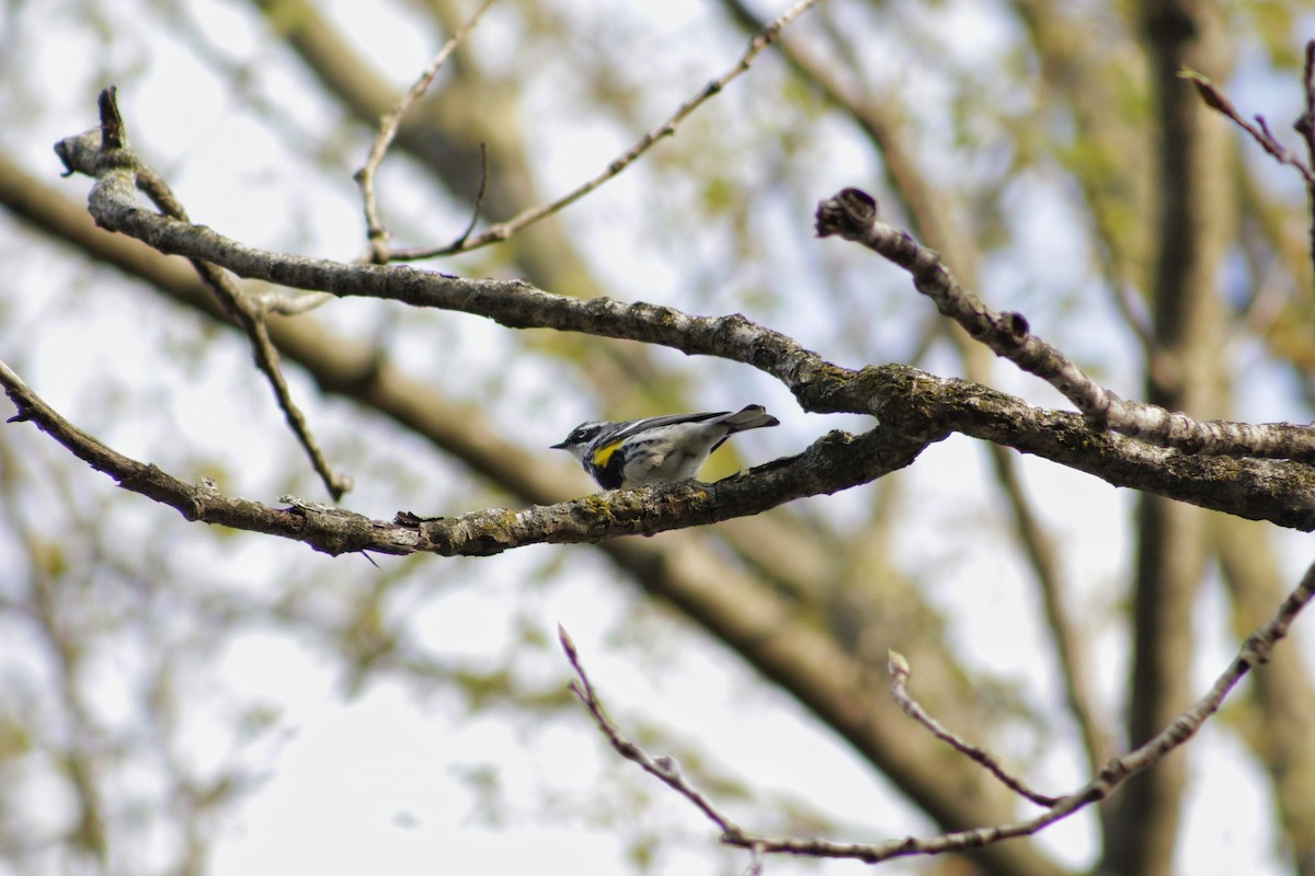 Yellow-rumped Warbler - ML98720101