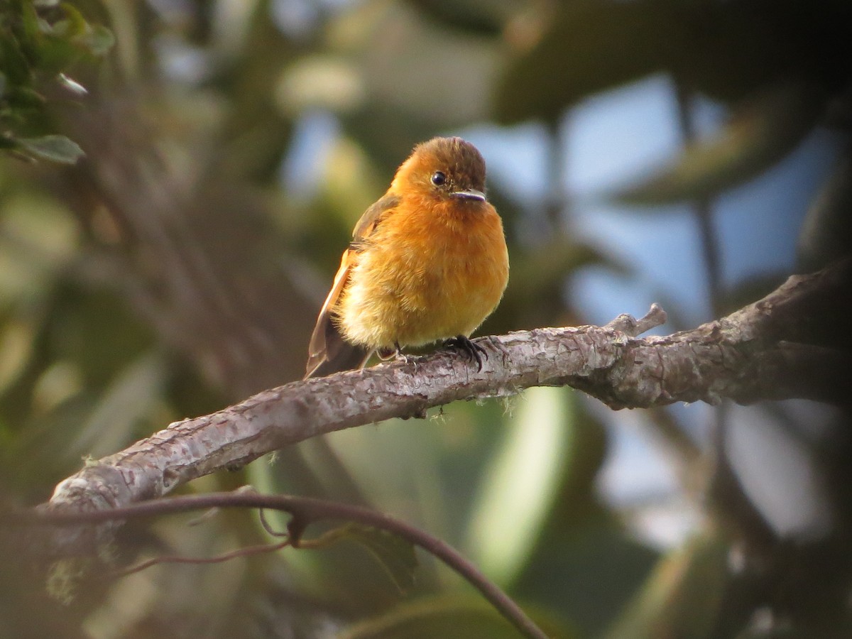Cinnamon Flycatcher - ML98720141