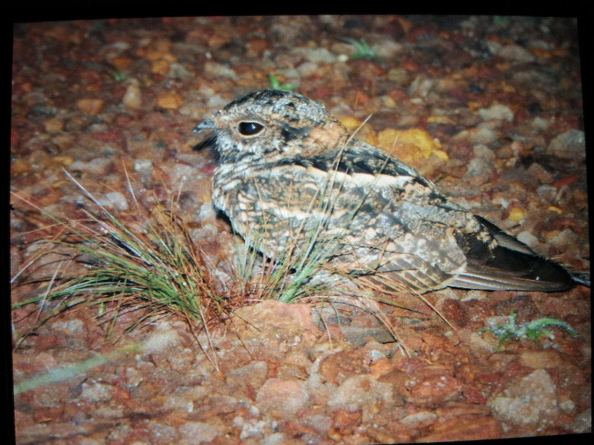 White-tailed Nightjar - Johan  Flórez (Solution in Colombia tyl)