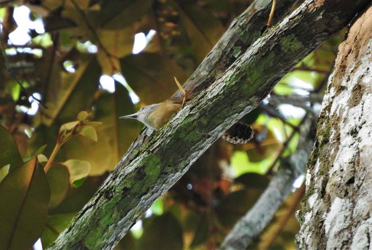 Buff-breasted Wren - ML98720781