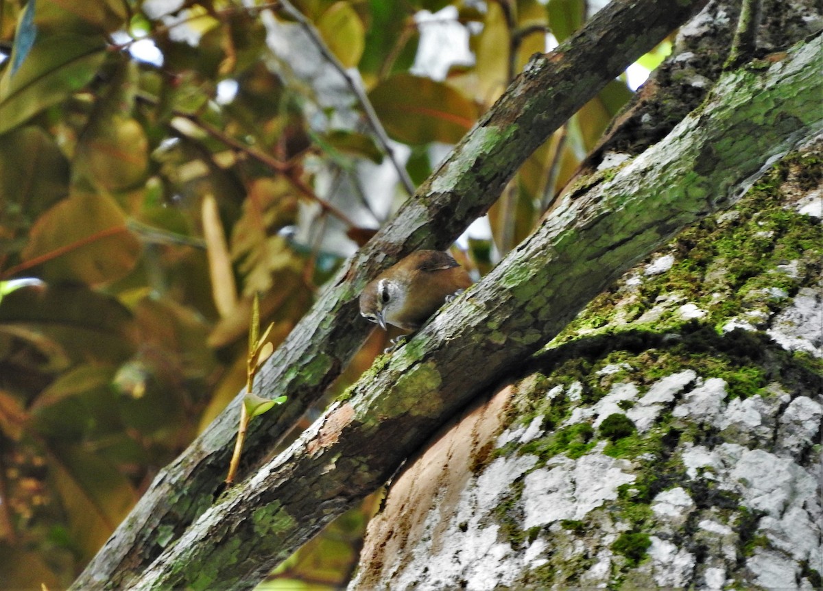 Buff-breasted Wren - ML98720801