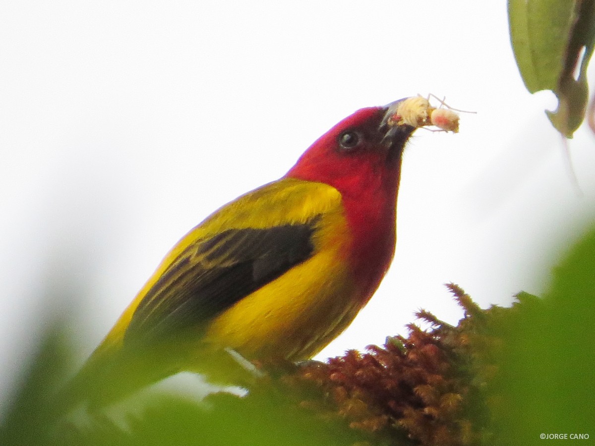 Red-hooded Tanager - Bioexploradores Farallones del Citará