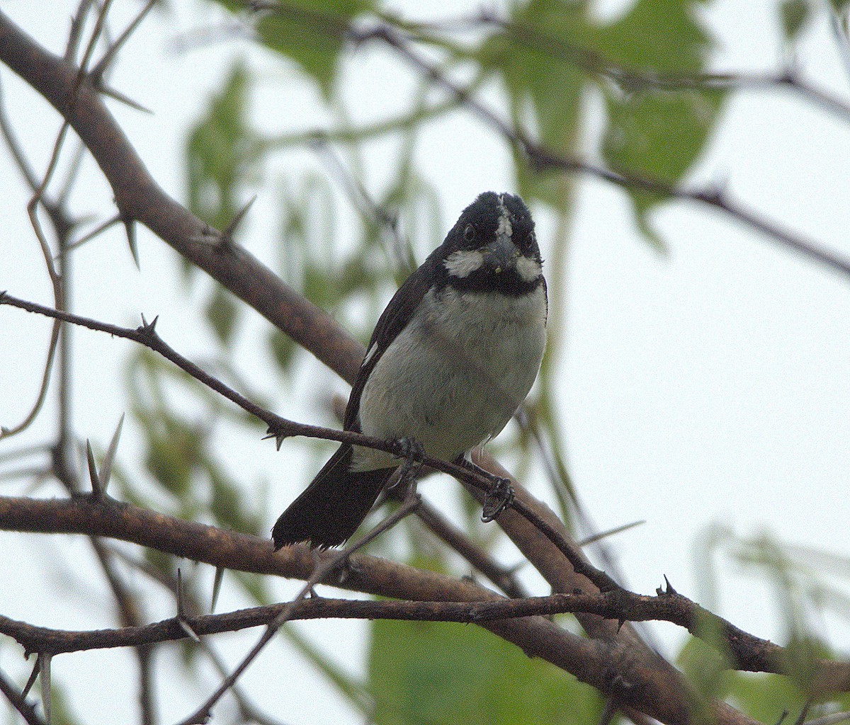 Lined Seedeater - ML98723761