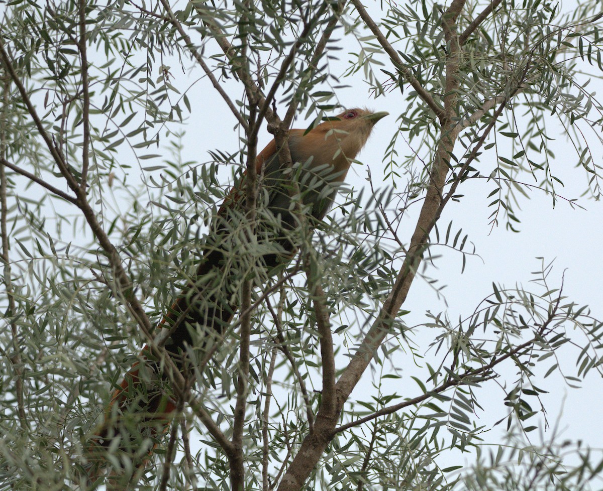 Squirrel Cuckoo - ML98724731