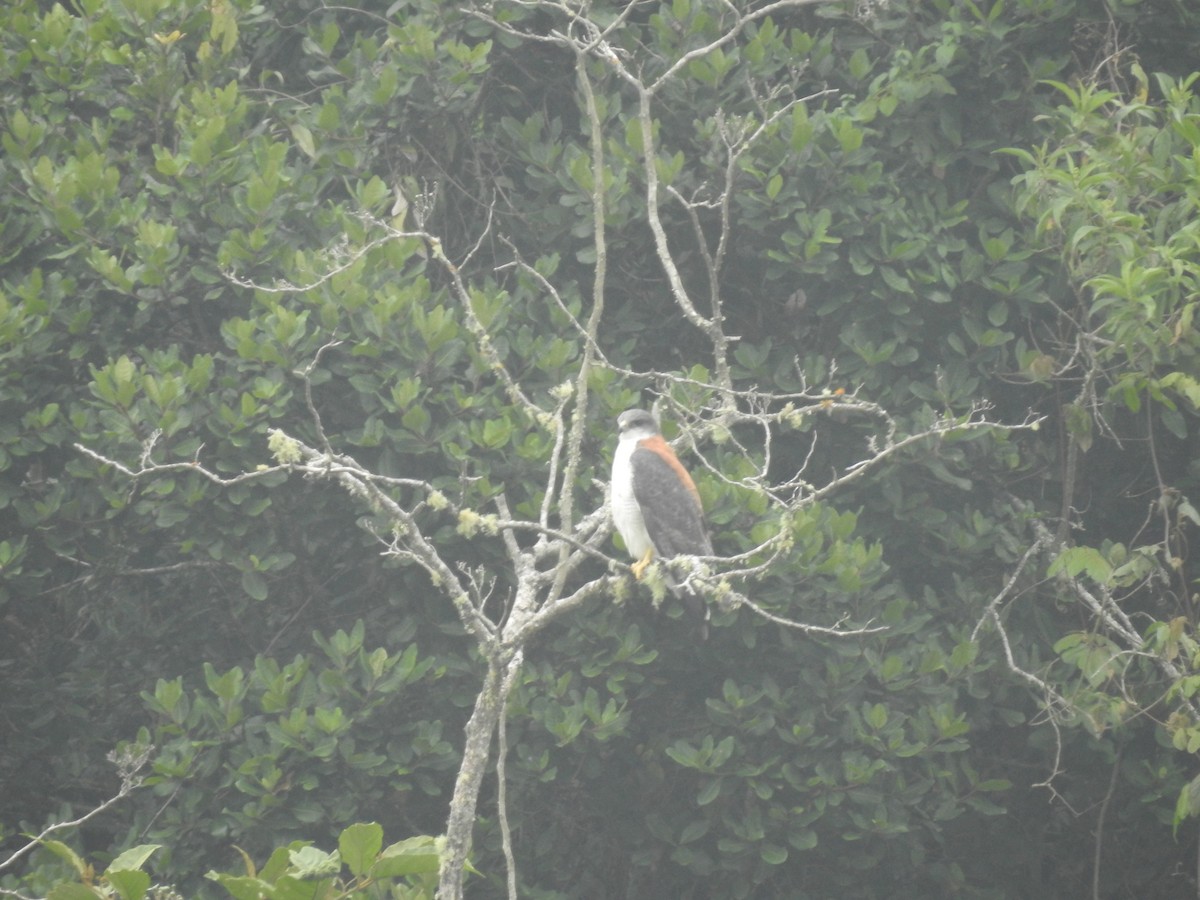 Variable Hawk - Julio Calderón Birding Tour Guide 🦉