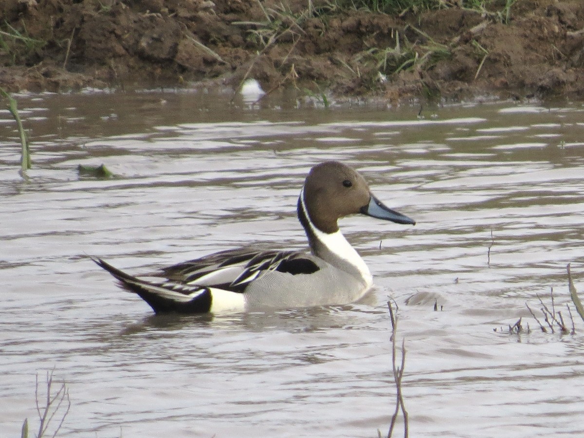 Northern Pintail - Chris Anderson
