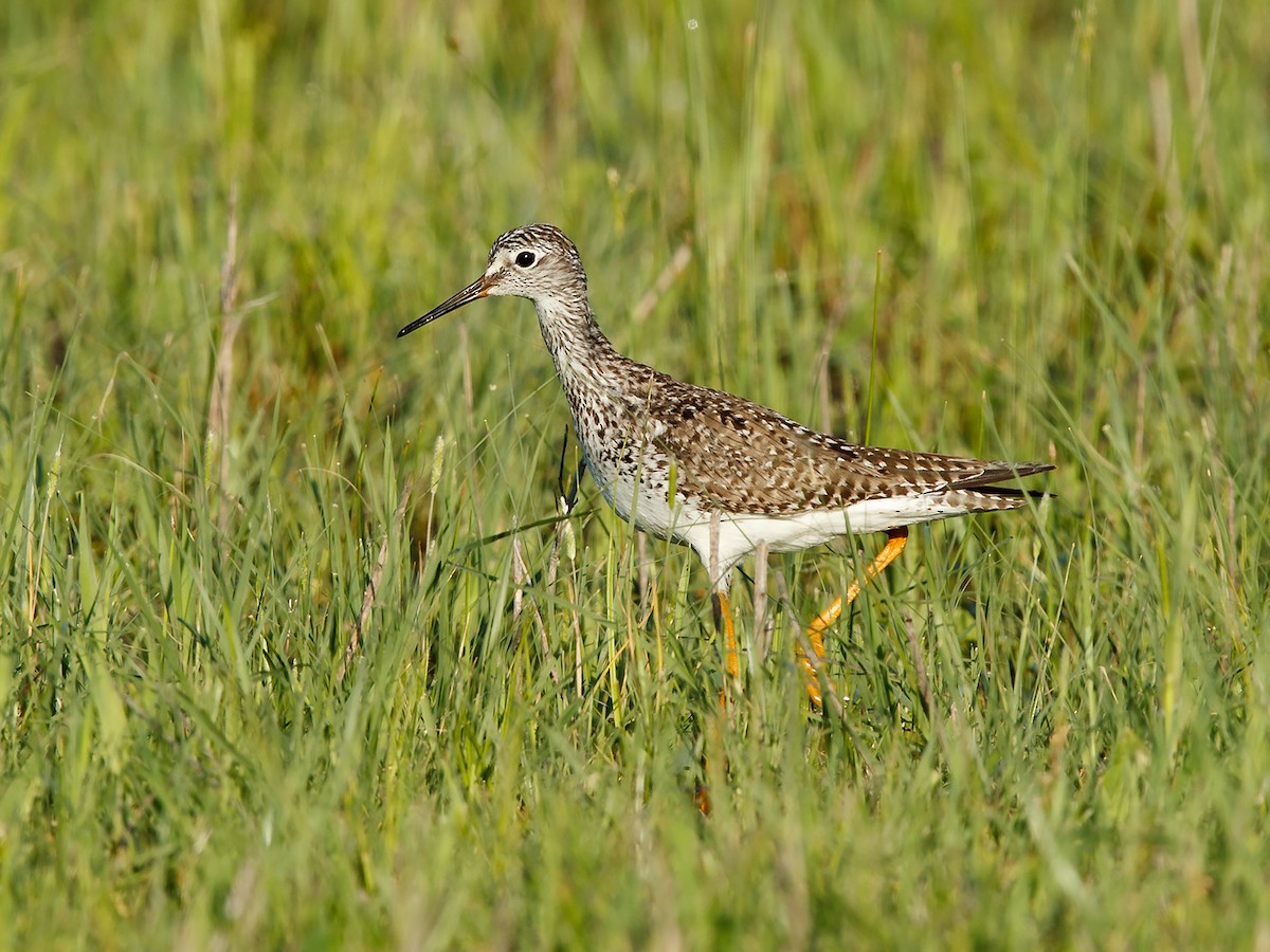 Lesser Yellowlegs - ML98728261