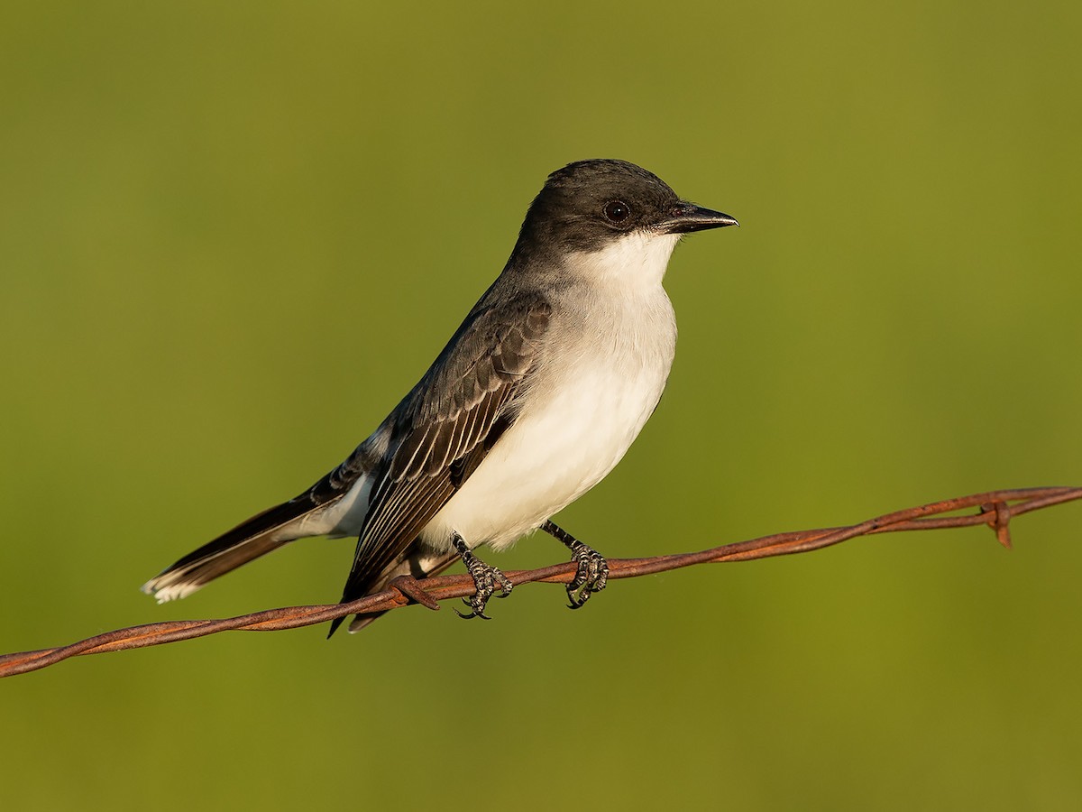 Eastern Kingbird - ML98728591