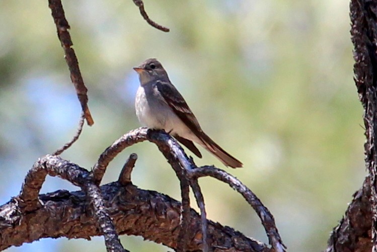 Western Wood-Pewee - sam hough