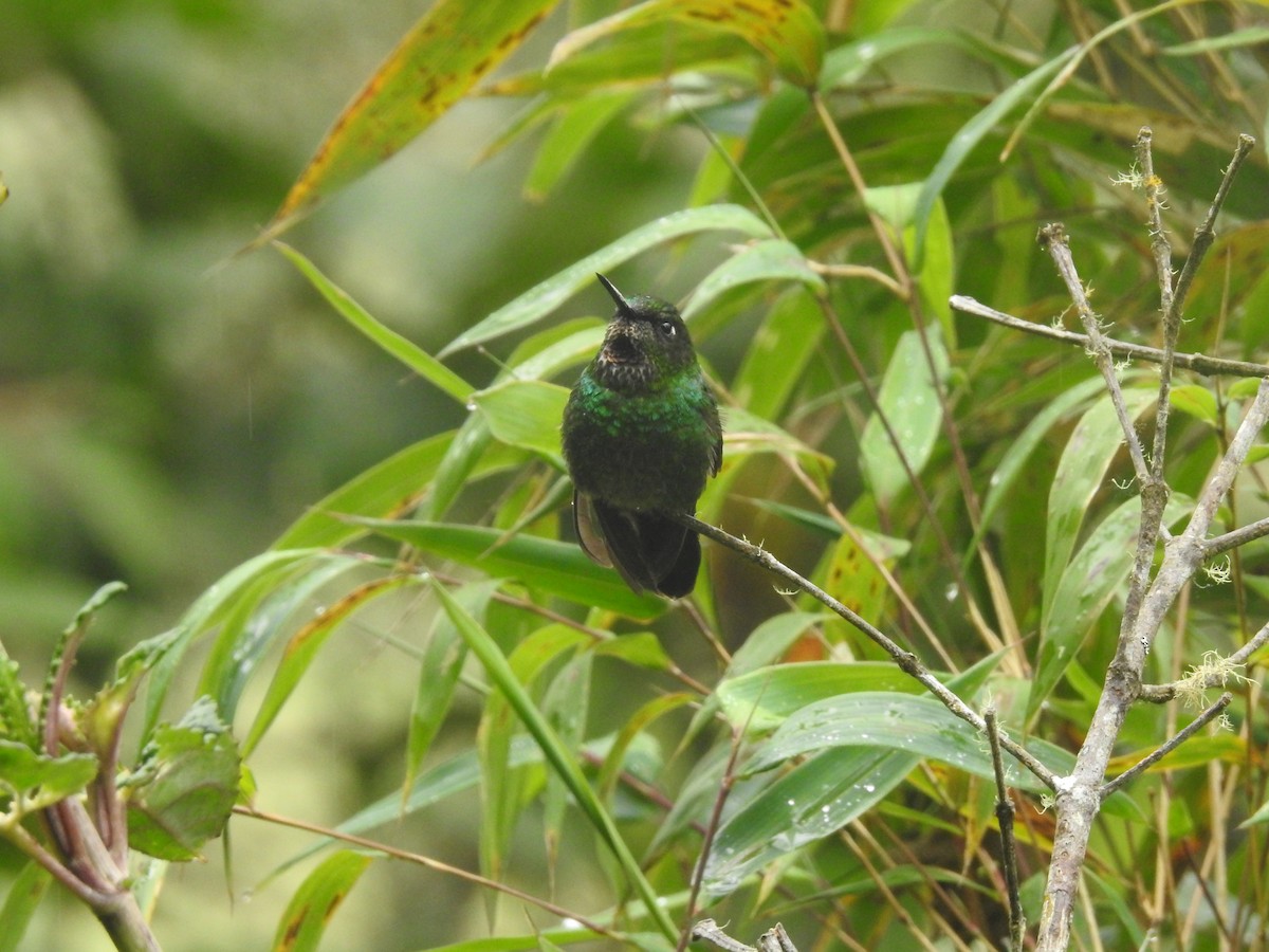 Tourmaline Sunangel - Julio Calderón Birding Tour Guide 🦉