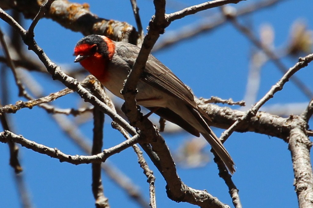 Red-faced Warbler - sam hough