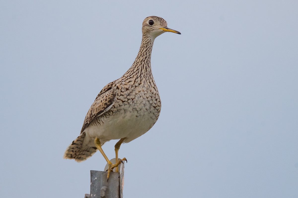 Upland Sandpiper - ML98730701