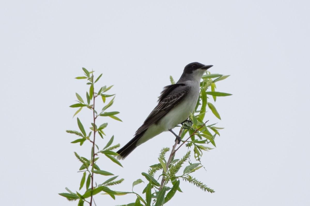 Eastern Kingbird - ML98731861