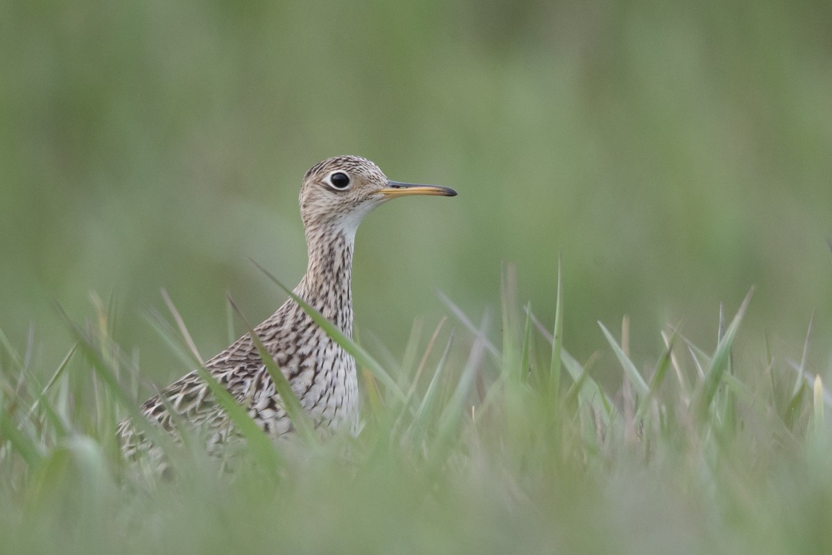 Upland Sandpiper - County Lister Brendan