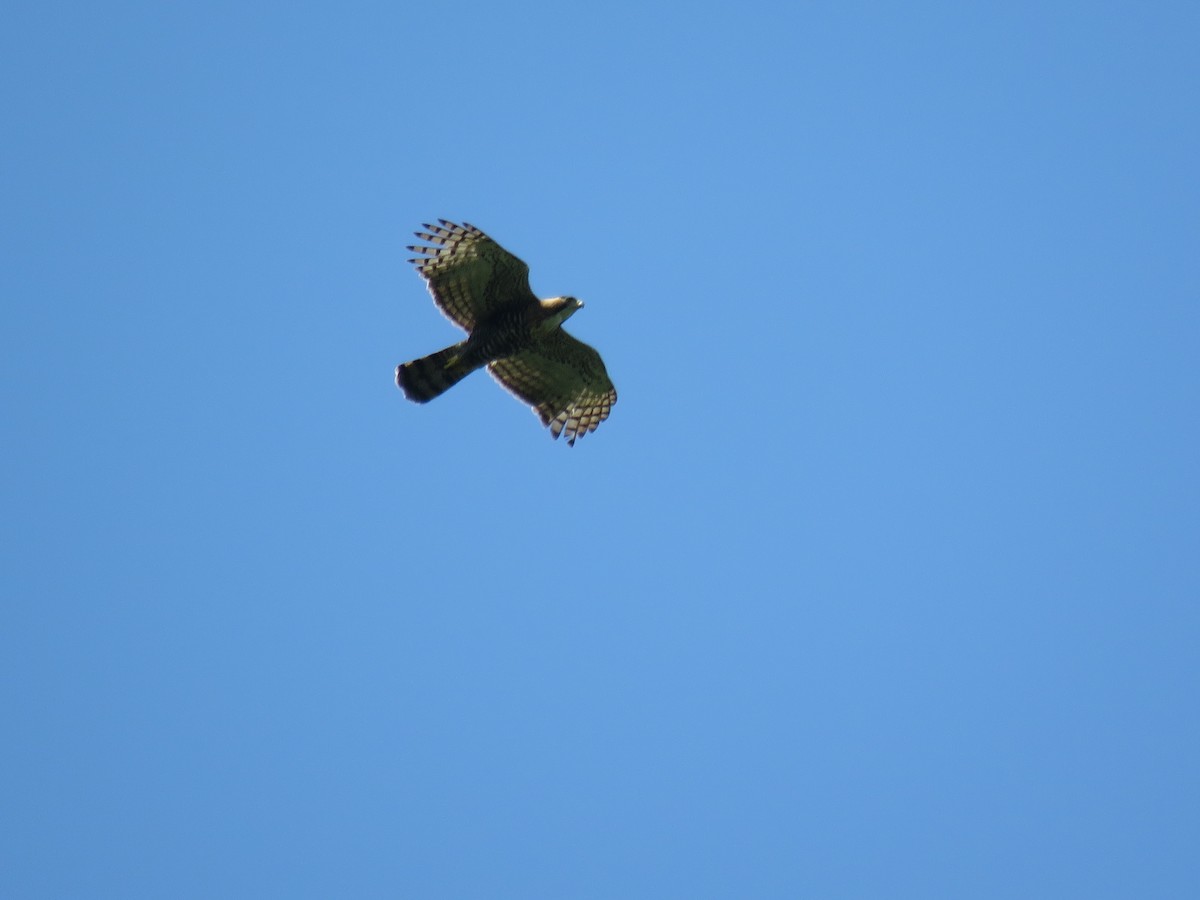 Ornate Hawk-Eagle - ML98733131