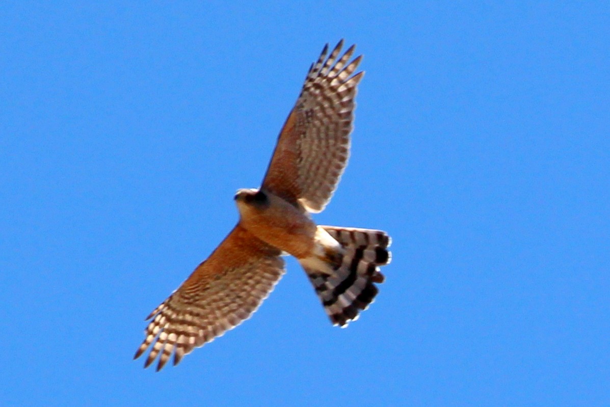 Cooper's Hawk - sam hough