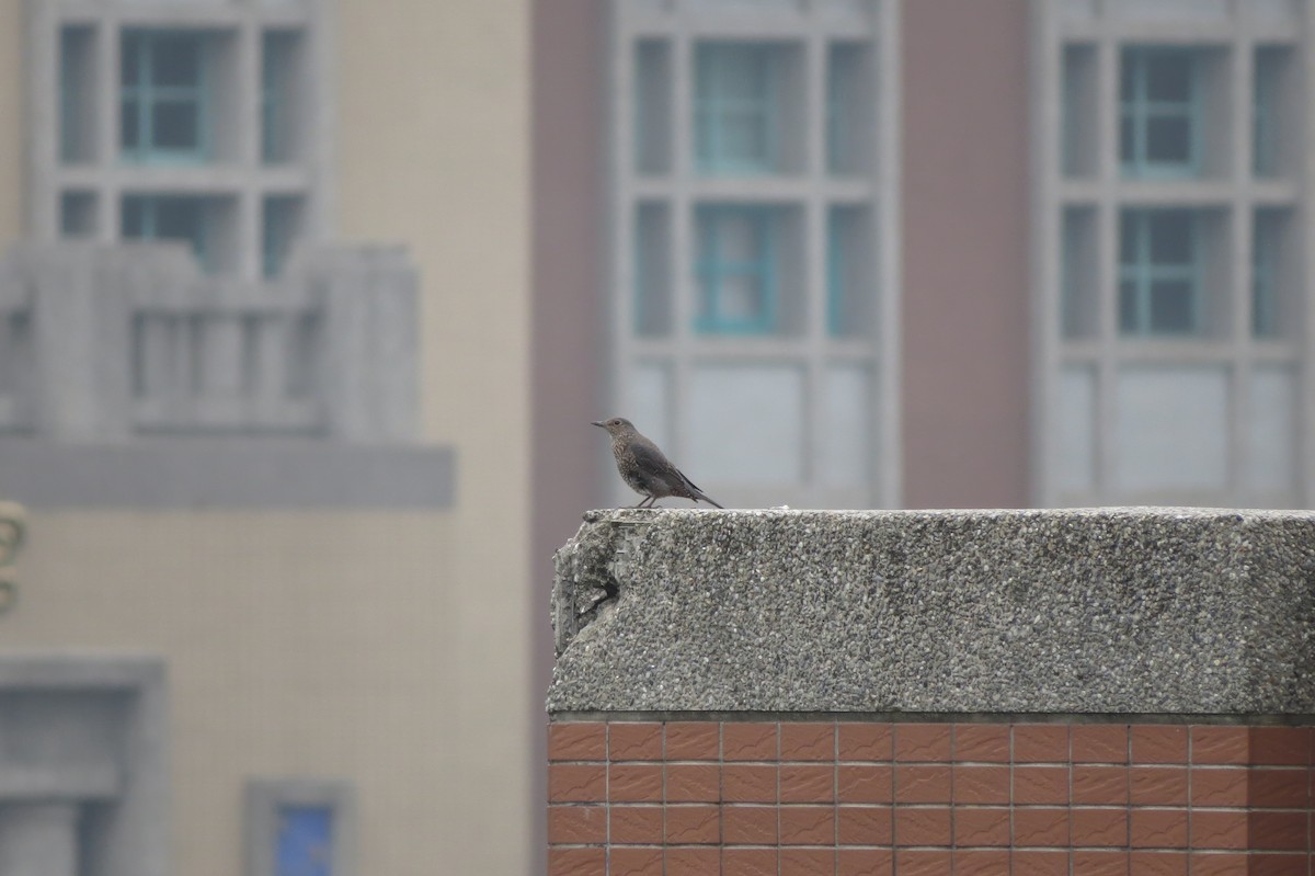 Blue Rock-Thrush - ML98734711