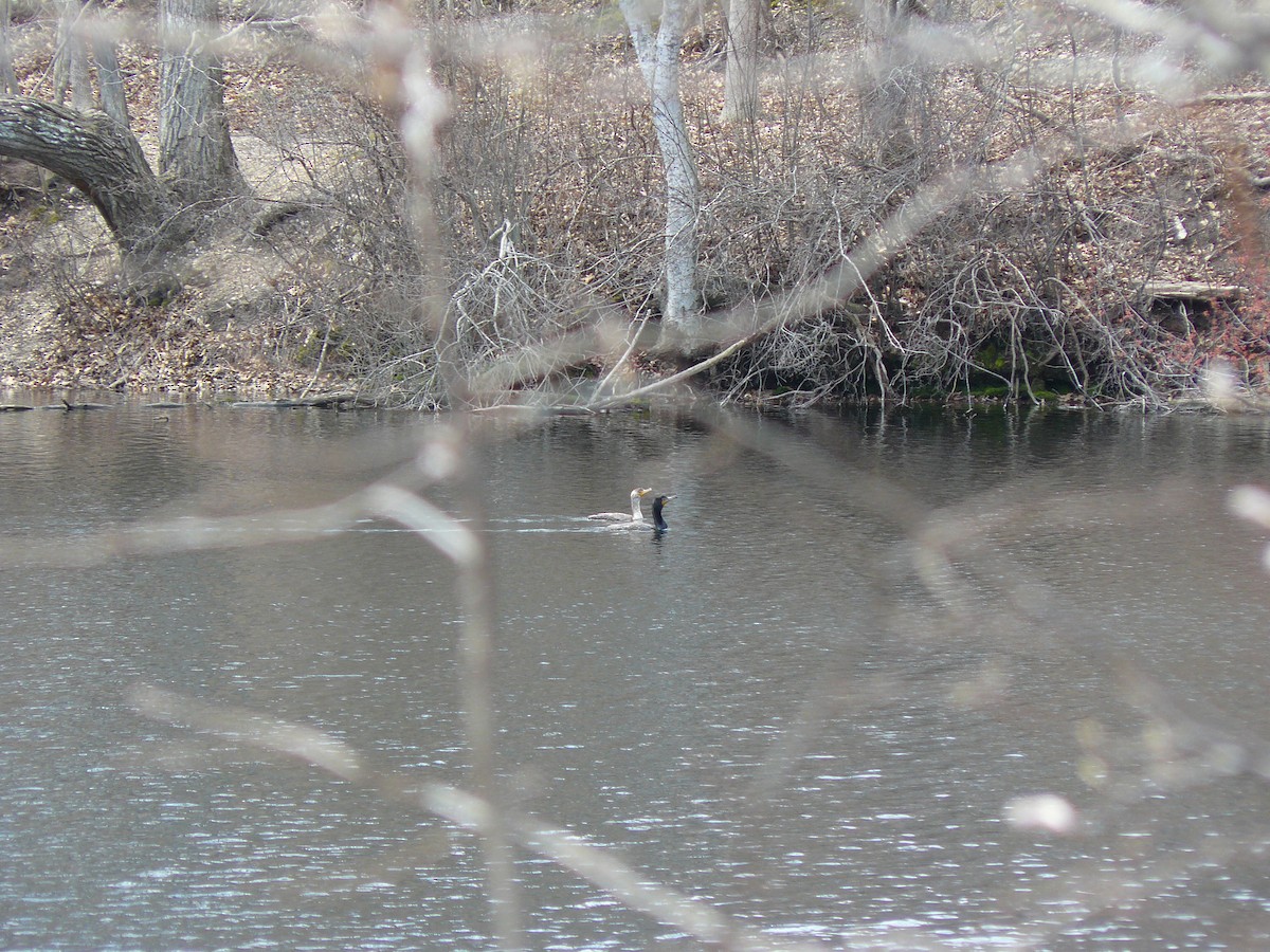 Double-crested Cormorant - ML98736051