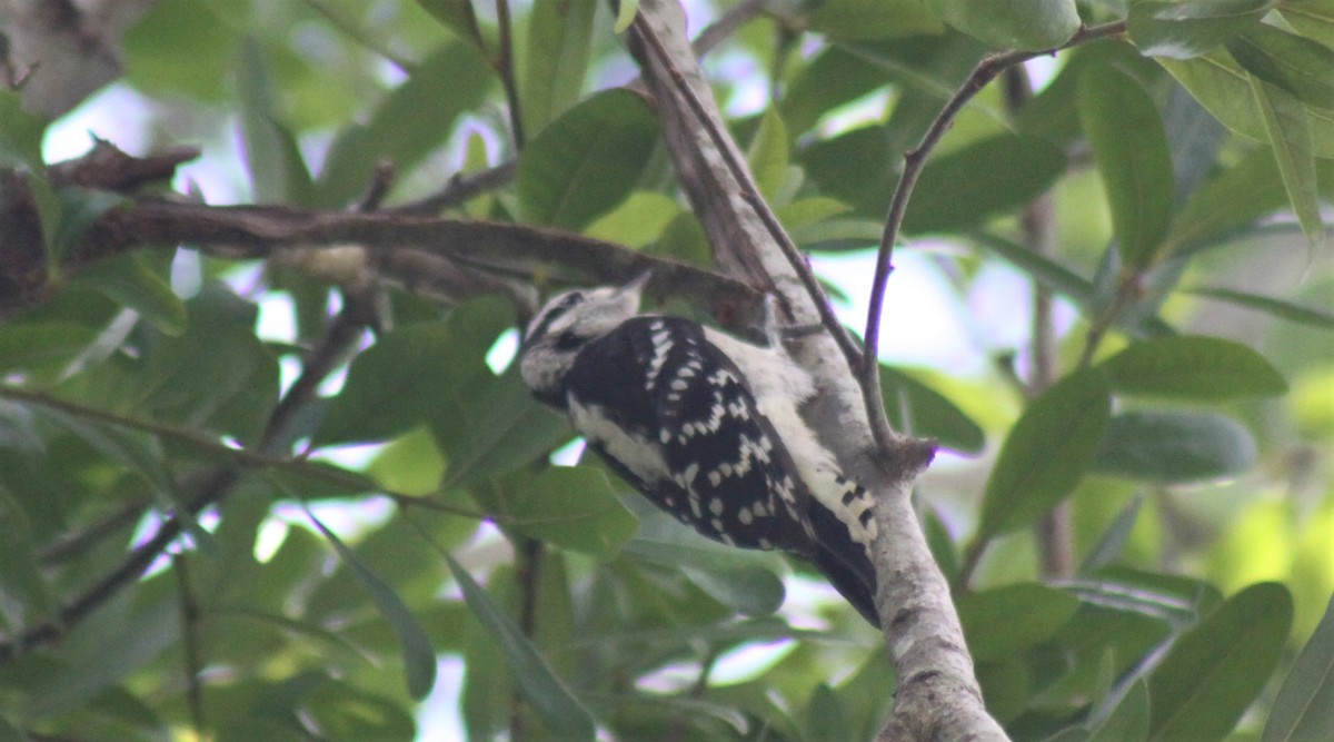 Downy Woodpecker - ML98737311