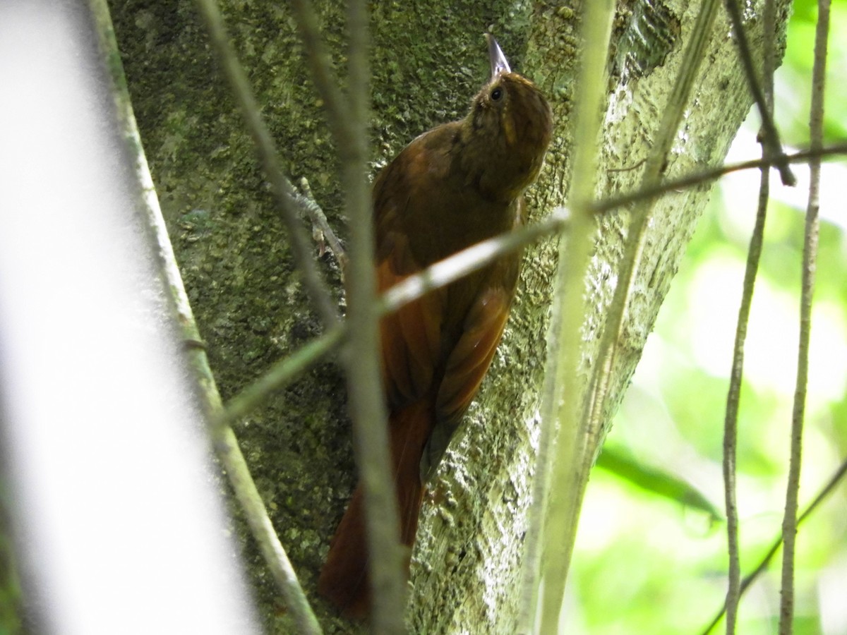 Tawny-winged Woodcreeper - ML98739331