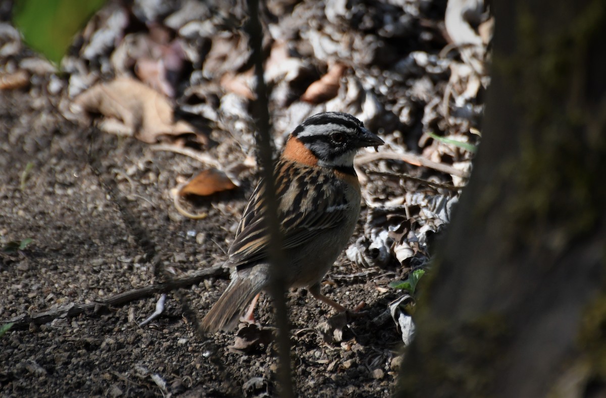 Rufous-collared Sparrow - ML98740061