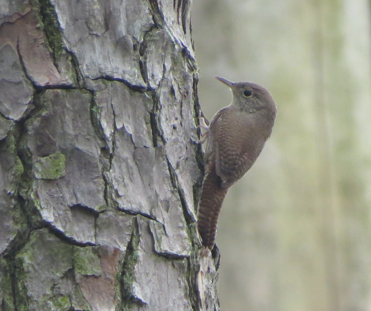 Northern House Wren - ML98740131