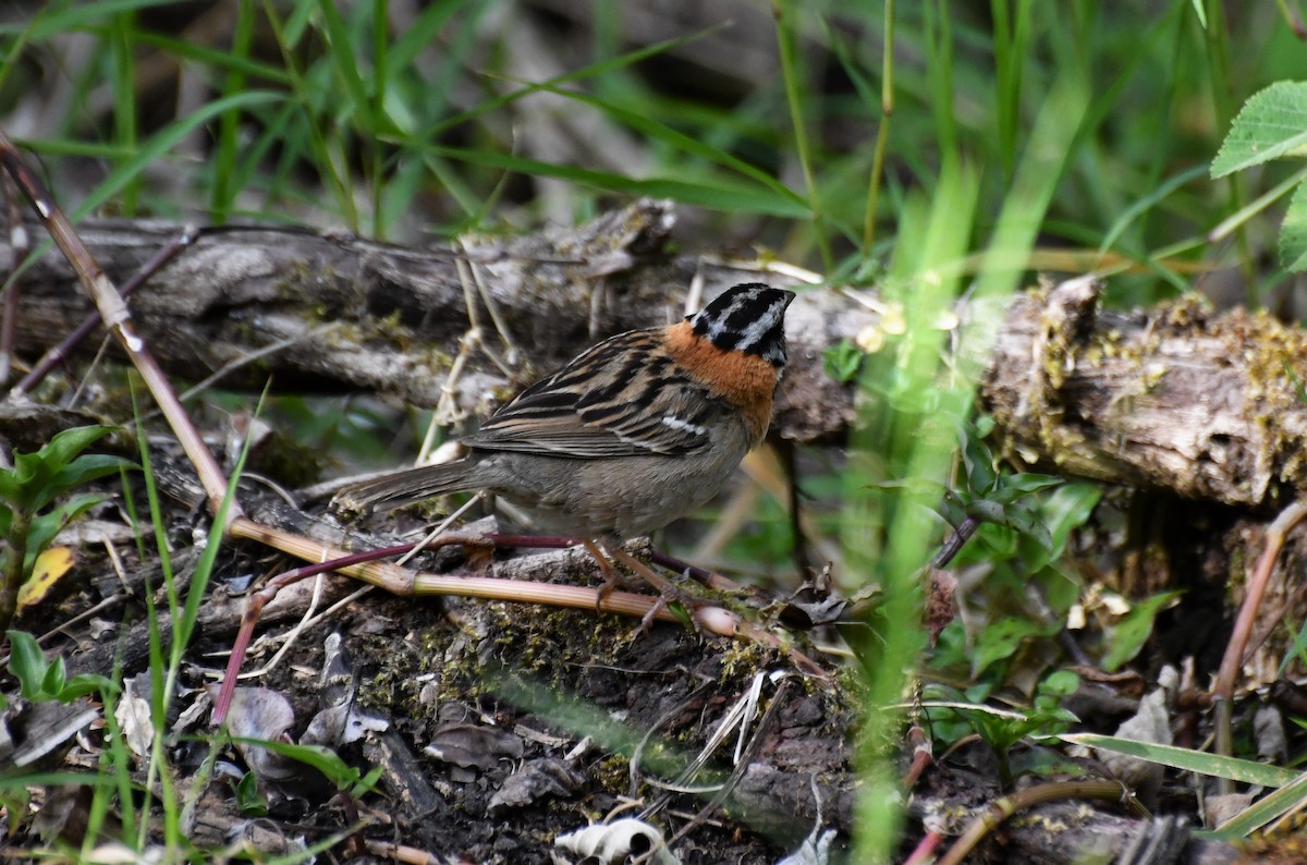 Rufous-collared Sparrow - ML98740161