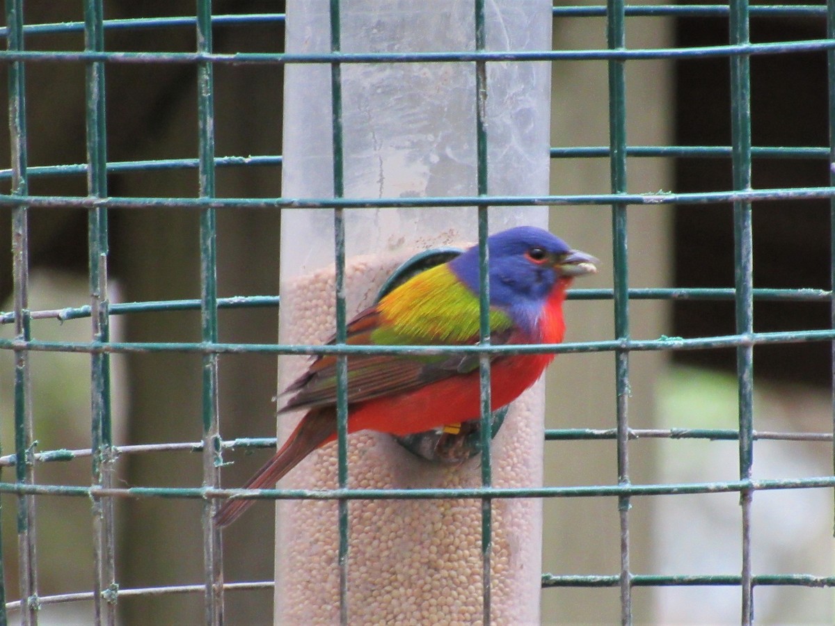 Painted Bunting - Vollie Rifner