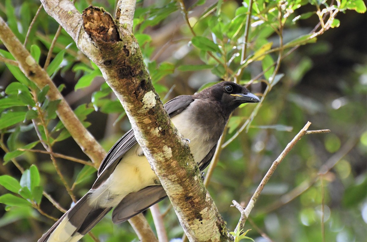 Brown Jay - ML98740651