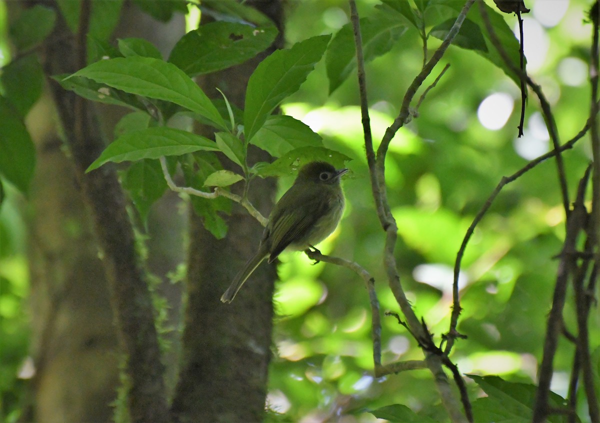 Eye-ringed Flatbill - ML98740881