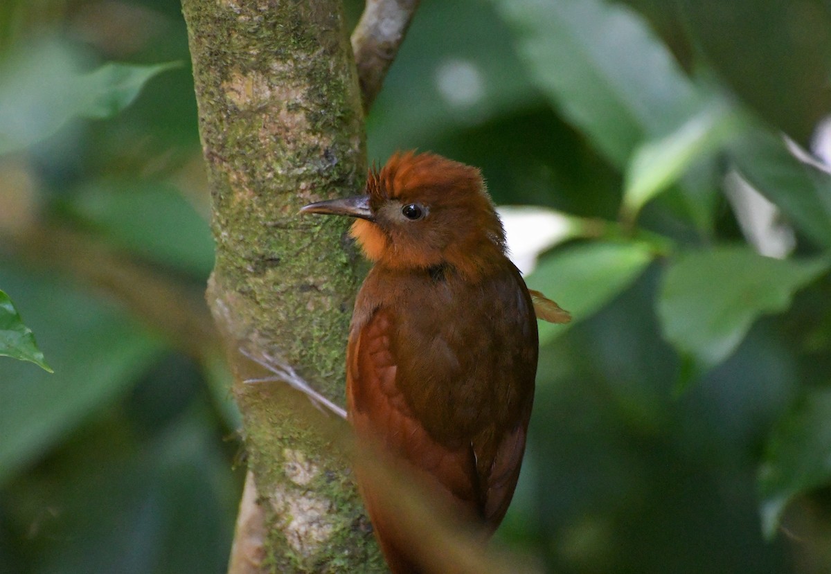 Ruddy Woodcreeper - ML98741291