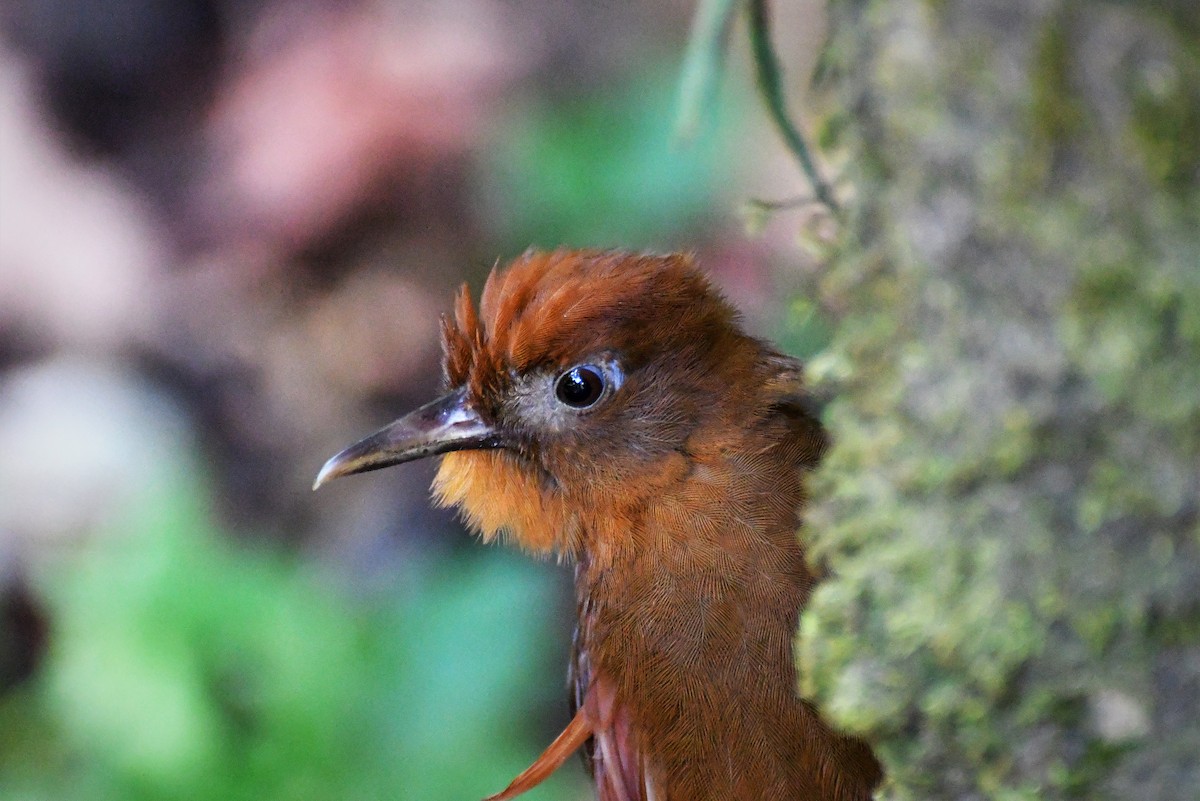 Ruddy Woodcreeper - ML98741321