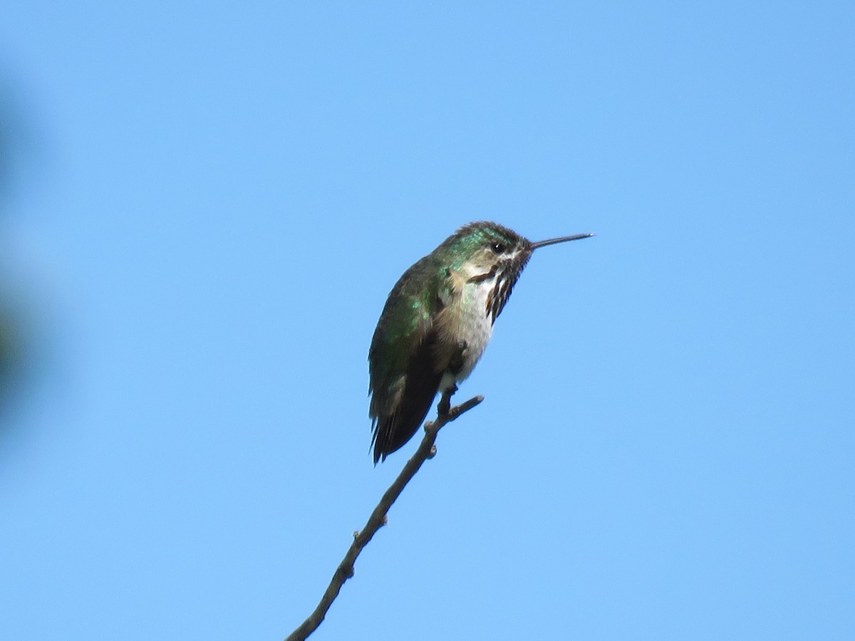 Calliope Hummingbird - Anonymous