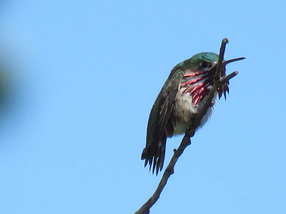 Calliope Hummingbird - ML98741781