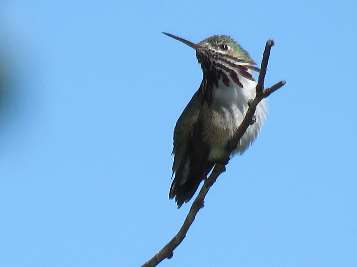 Calliope Hummingbird - ML98741821