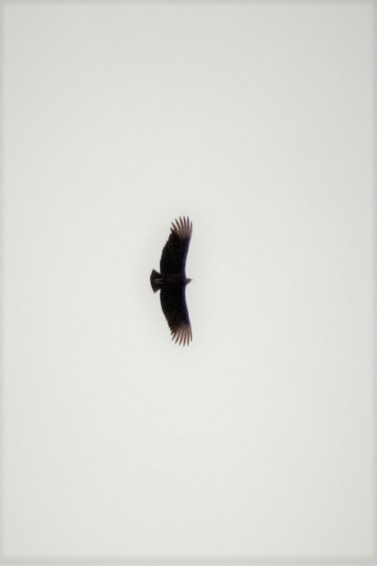 Black Vulture - ML98741921