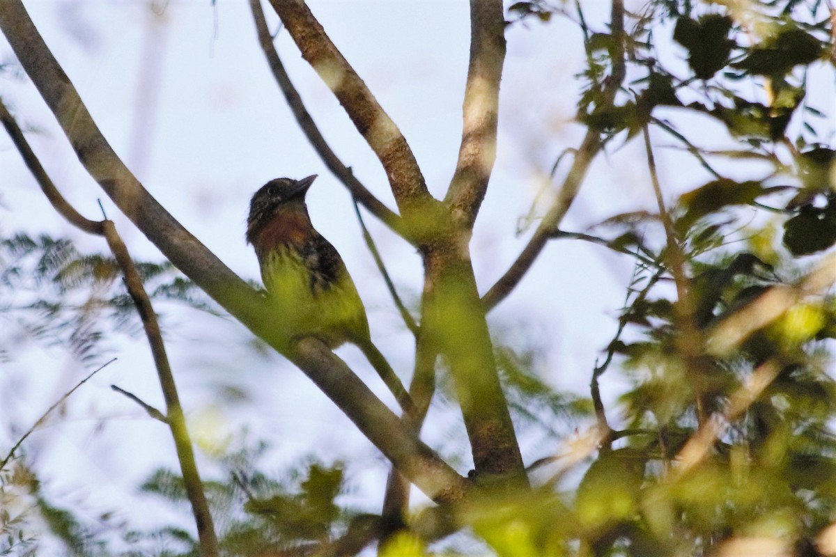 Spot-backed Puffbird - ML98742321