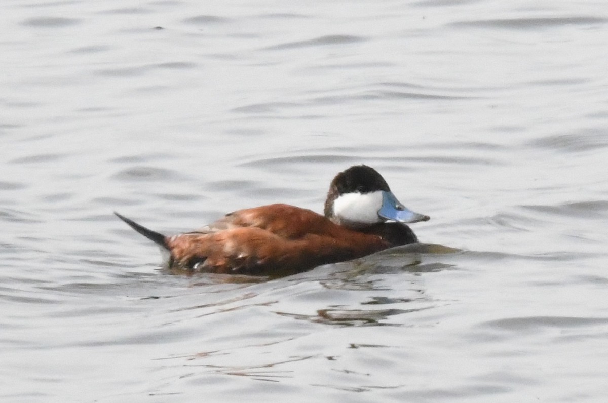 Ruddy Duck - ML98742571