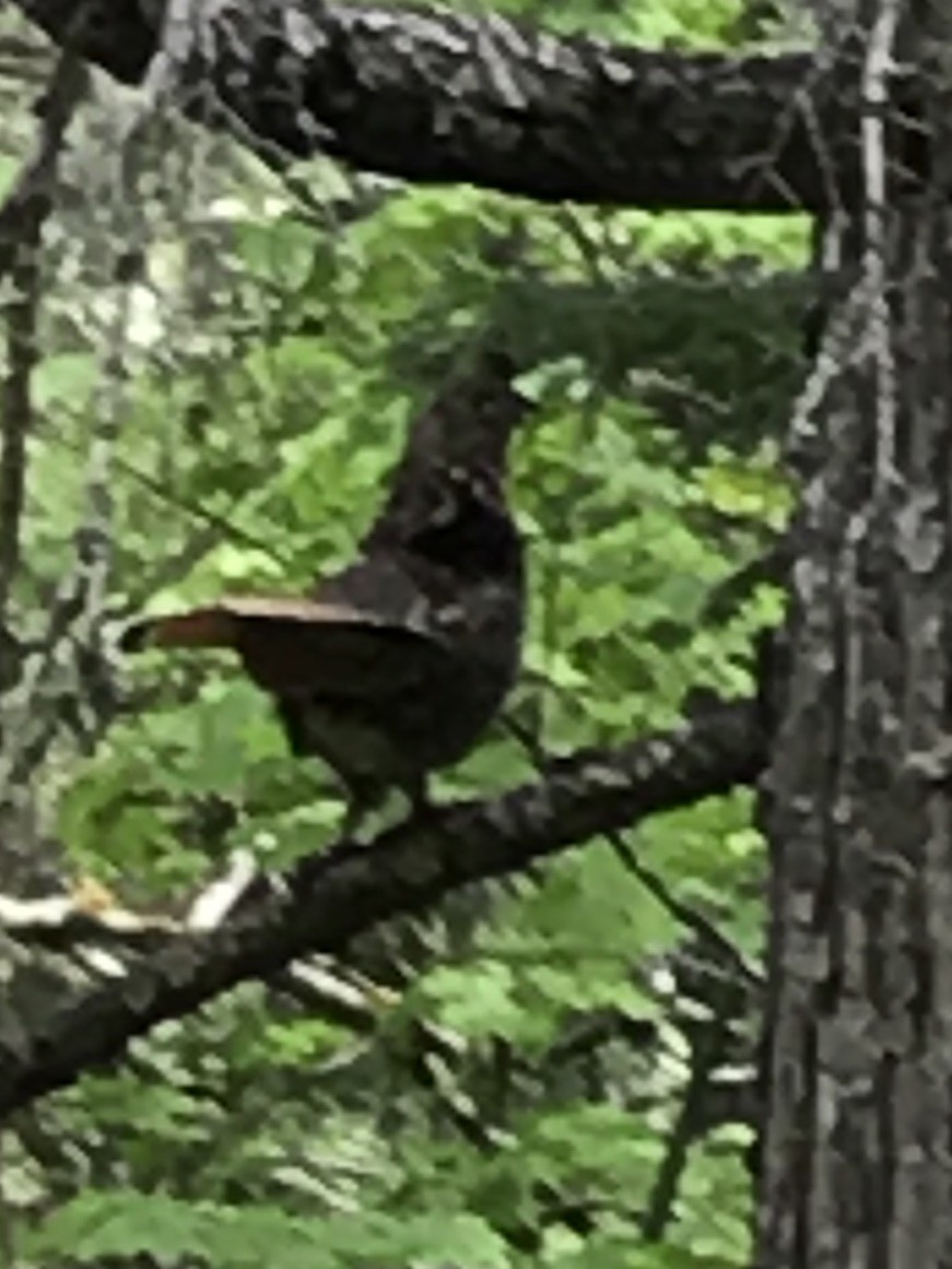 Ruffed Grouse - ML98742581