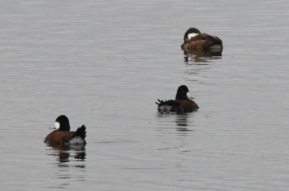 Ruddy Duck - ML98742601