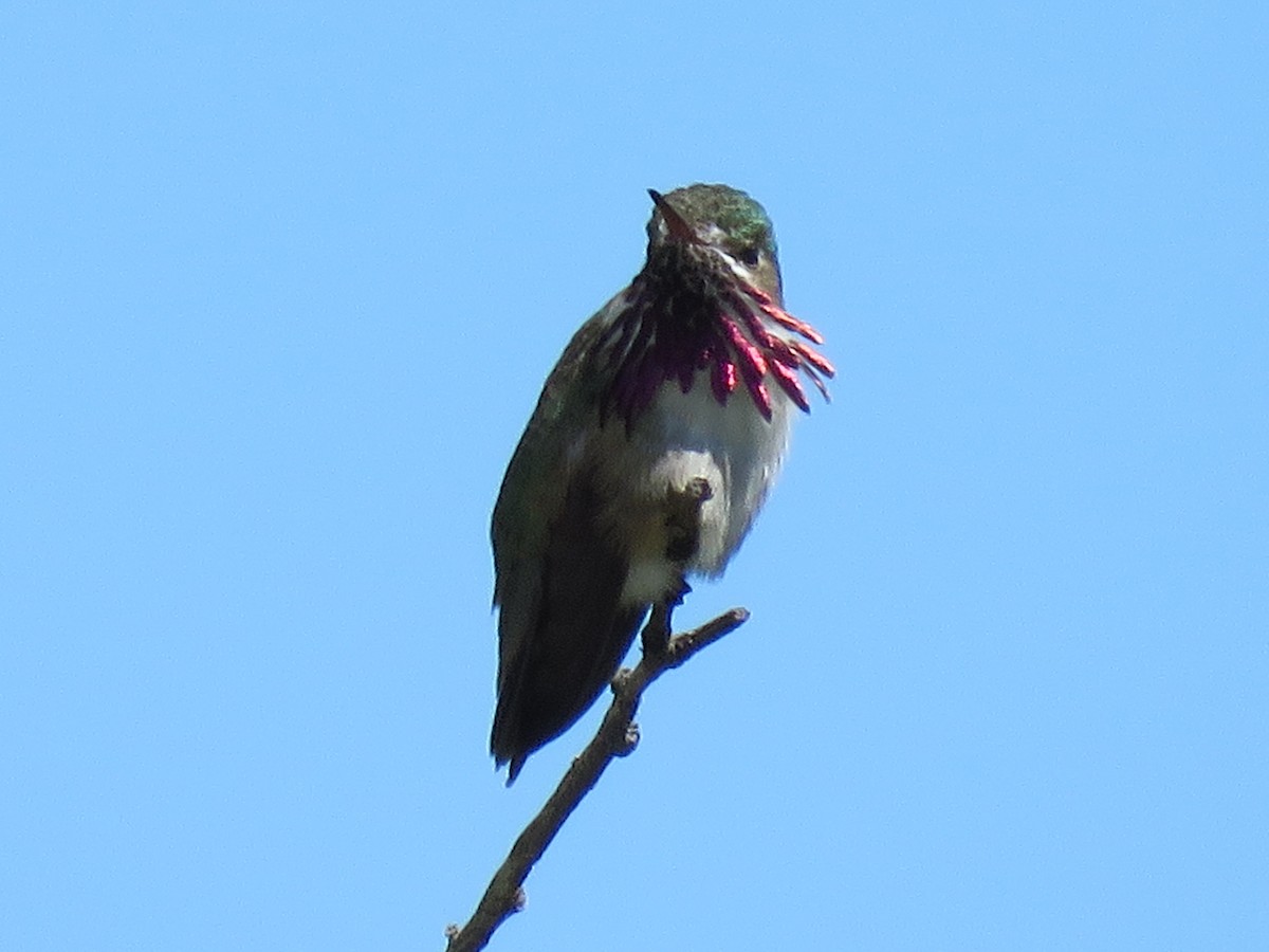 Calliope Hummingbird - ML98742811