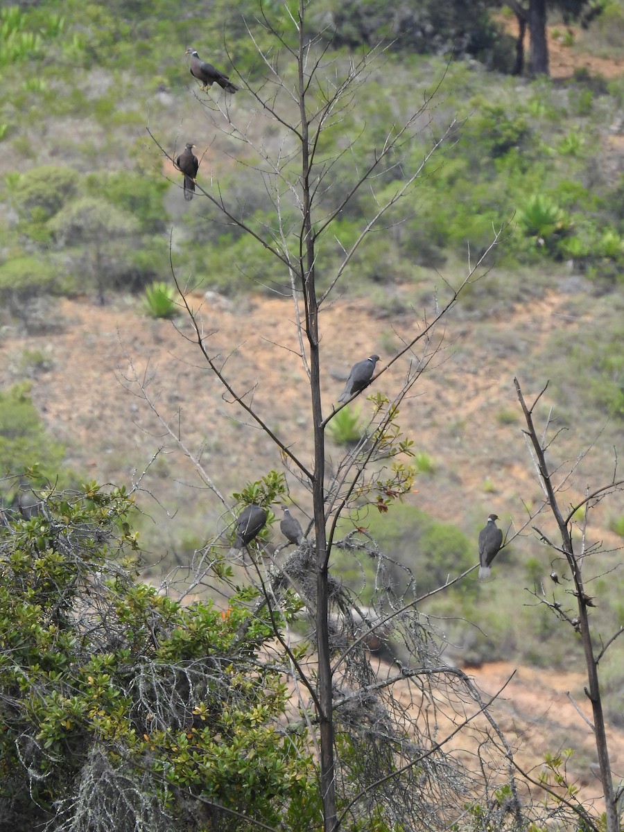 Band-tailed Pigeon - ML98744211