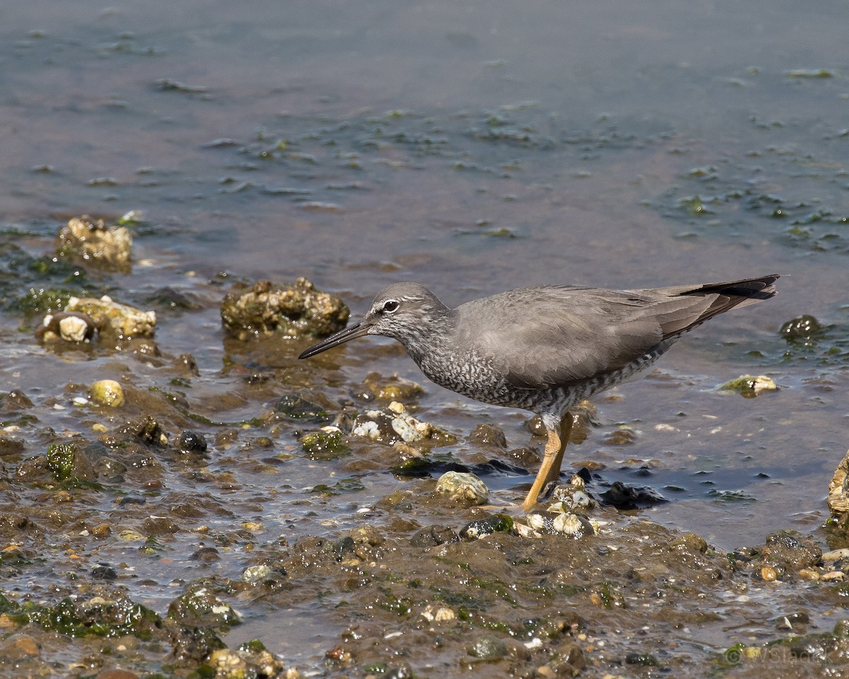 Wanderwasserläufer - ML98744851